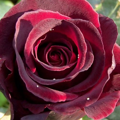 Rosa Black Baccara® - fără parfum - Trandafir copac cu trunchi înalt - cu flori teahibrid - roșu - Jacques Mouchotte - coroană dreaptă - ,-